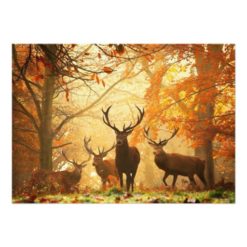 Deer in the autumn sun rays /Wedding Invitation - Image 2